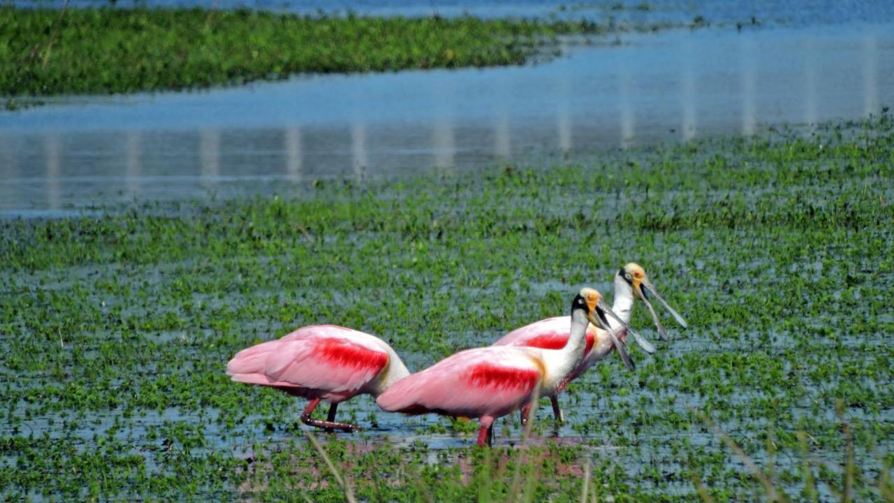 Los Chaja Ecolodge Barra de Valizas Luaran gambar